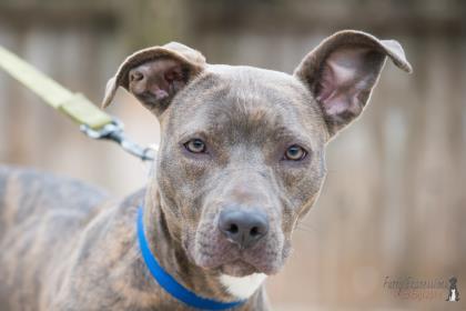 Blue Belle for Tasting for Tails Whiskey Tasting Fundraiser