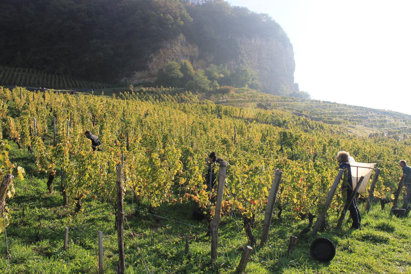 Bourdy Vineyard for Dinner & Wine Pairing with Jean François Bourdy at The Lunatic, The Lover & The Poet