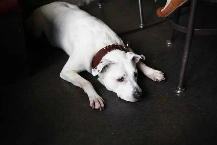 Dog At The Walk In for The Walk In Launches New Cocktail Program, Happy Hour Specials, and “Friendly As F*ck” Attitude
