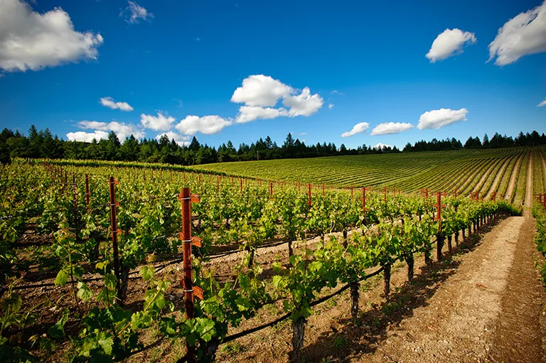 Vineyard Bbs 1515 768Px for Hall Winery Dinner at III Forks Prime Steakhouse