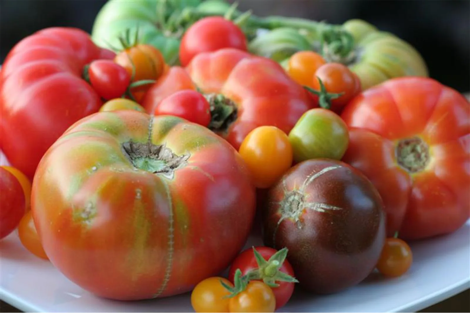 Nico Tomato 0000 Heirloom Tomatoes 0 for Nico Osteria Celebrates Tomato Season with Special Dinner Menu