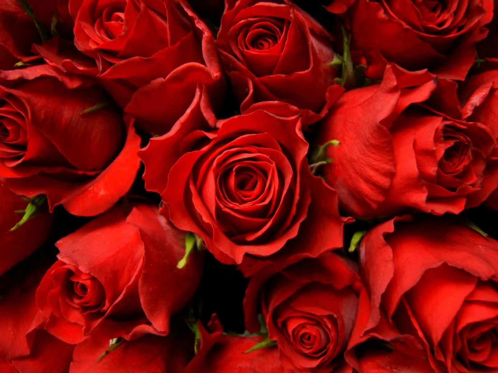 Roses for Mother's Day Freebies in Chicago