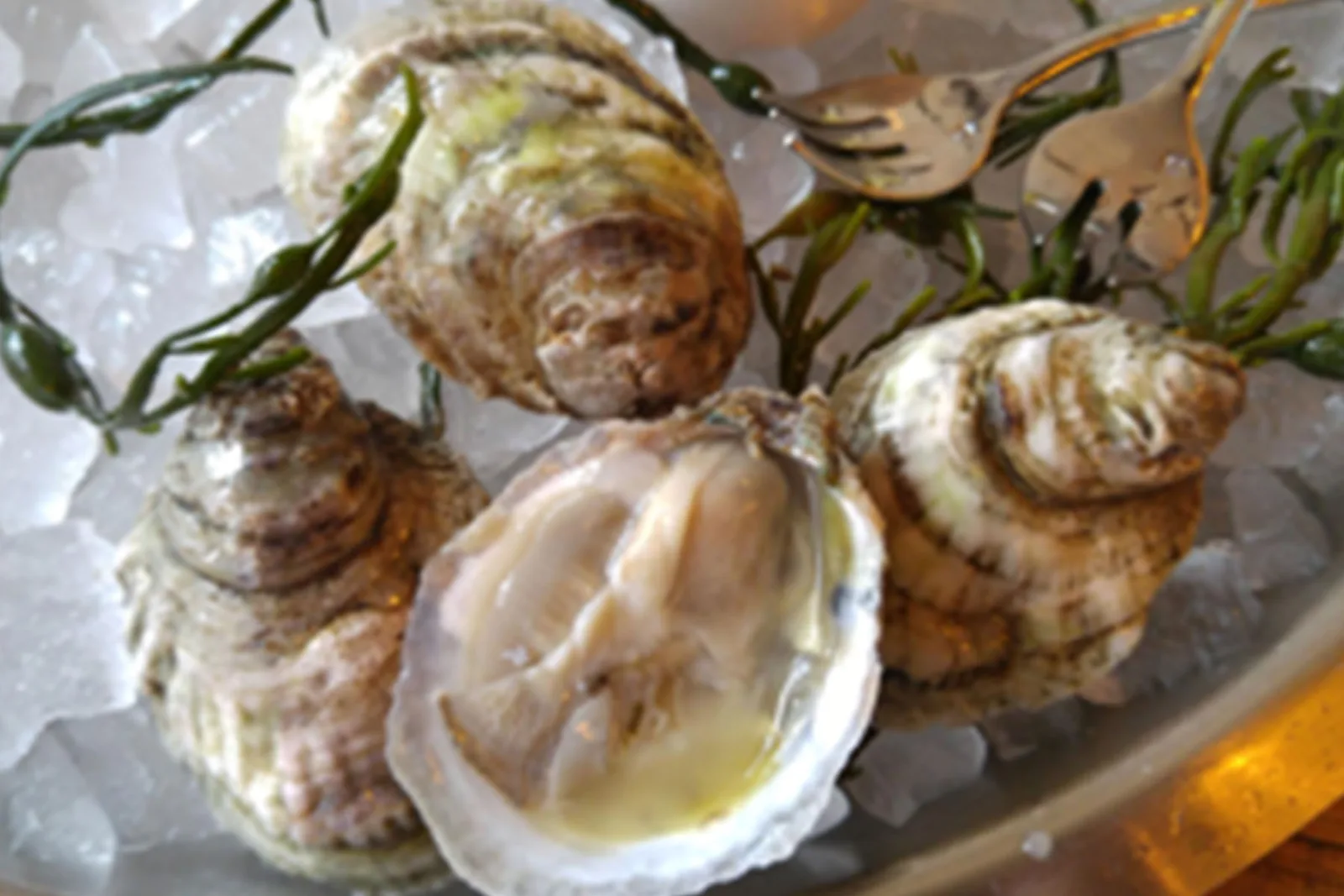 Dearborn Oysters Galway 0000 Pasted Graphic 3 for The Dearborn to Celebrate Galway International Oyster Fest
