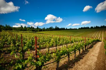 Vineyard Bbs 1515 768Px for Hall Winery Dinner at III Forks Prime Steakhouse