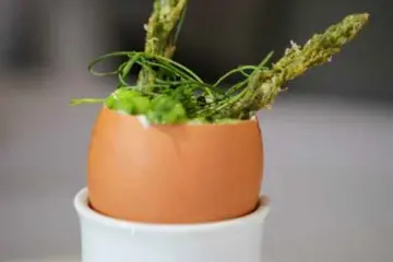 Blanchard Egg for An Eight Course NYE at The Blanchard