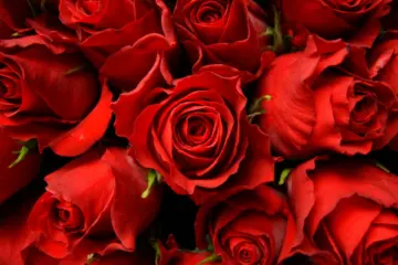 Roses for Mother's Day Freebies in Chicago