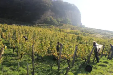 Bourdy Vineyard for Dinner & Wine Pairing with Jean François Bourdy at The Lunatic, The Lover & The Poet