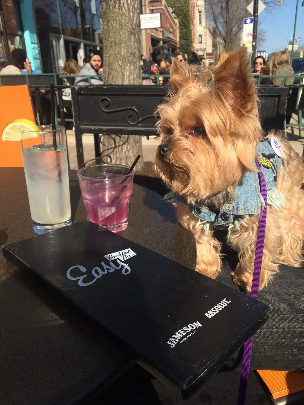 dog, easy bar, wicker park, yorkie, drinks, cocktails, happy hour