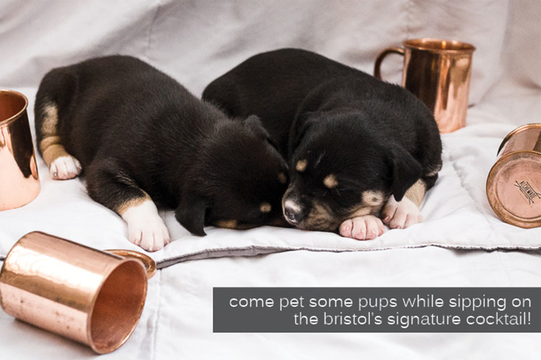 Bristol Puppies 0000 Bristol Social Graphic 2 for The Bristol to Host Moscow Mules & Mutts Event