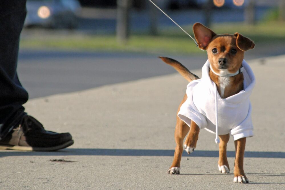 Pup Crawl 4 for West Town PUP Crawl