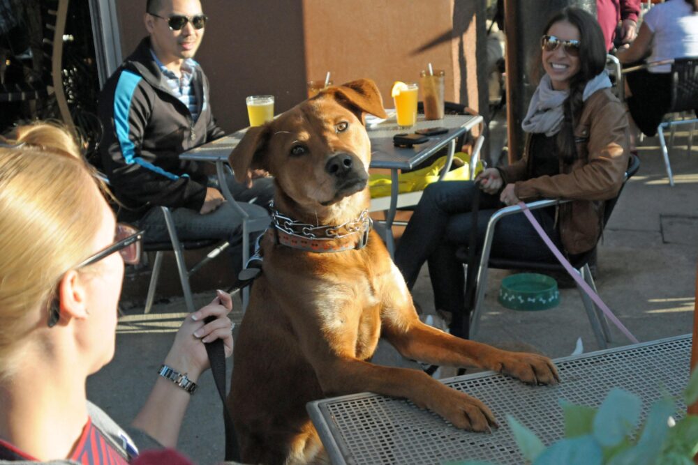 Pup Crawl 2 for West Town PUP Crawl
