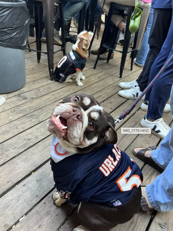 Image for 2026 Football Specials & Watch Parties in Chicago
