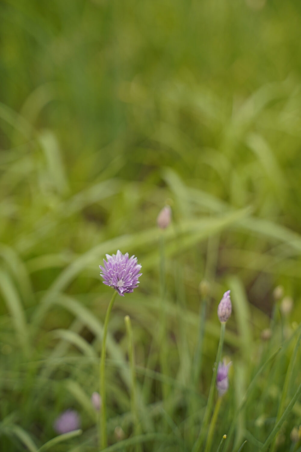 Photo courtesy of Eden