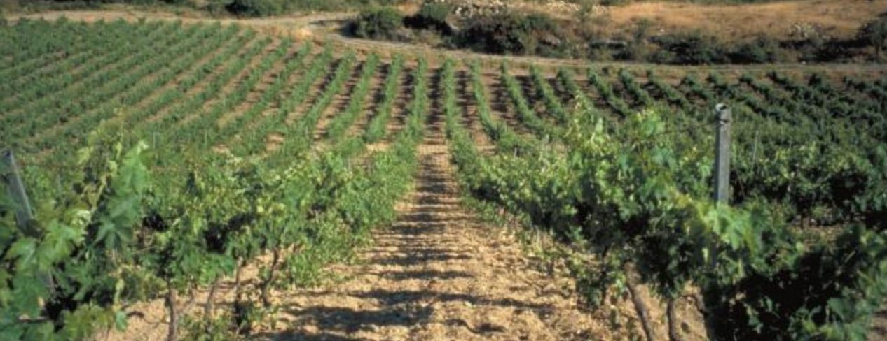 Screen Shot 2020 01 28 At 2 30 59 Pm for Wine Tasting Event at Le Sud