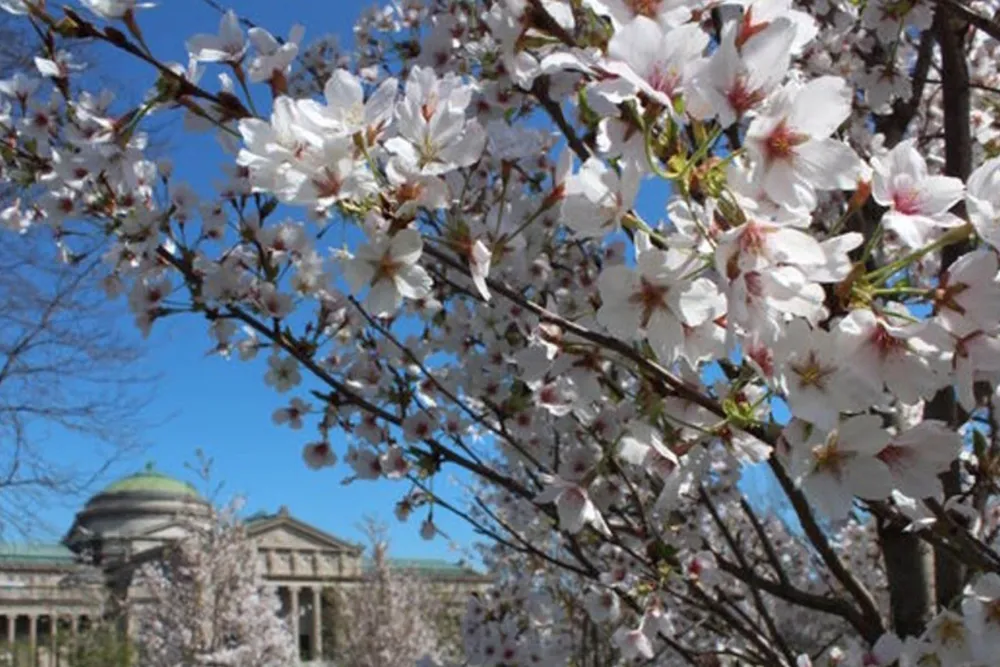 Garden Phoenix 2021 0001 2018 Cherry Trees In The Garden Of The Phoenix Courtesy Of The Garden Of The Phoenix Foundatio for Chicago’s Japanese Restaurants Celebrate “The Garden of the Phoenix” in Jackson Park through Food