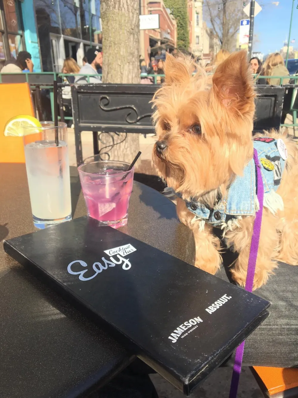 Image for Where to Bring Your Pup for National Dog Day, August 26th