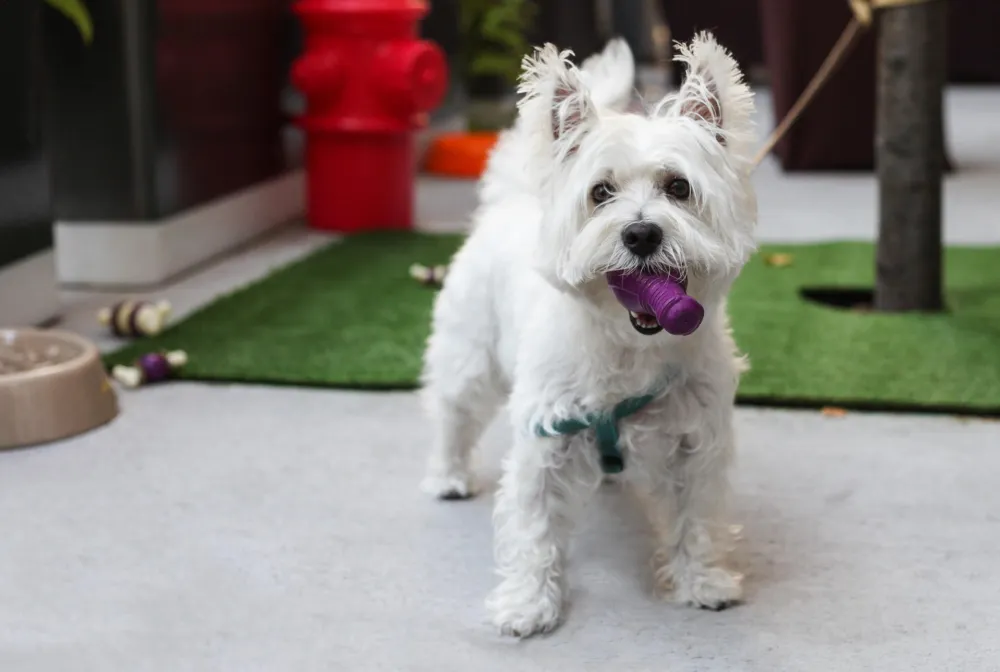 Puppy Hour @ The James 9 for Where to Bring Your Pup for National Dog Day, August 26th