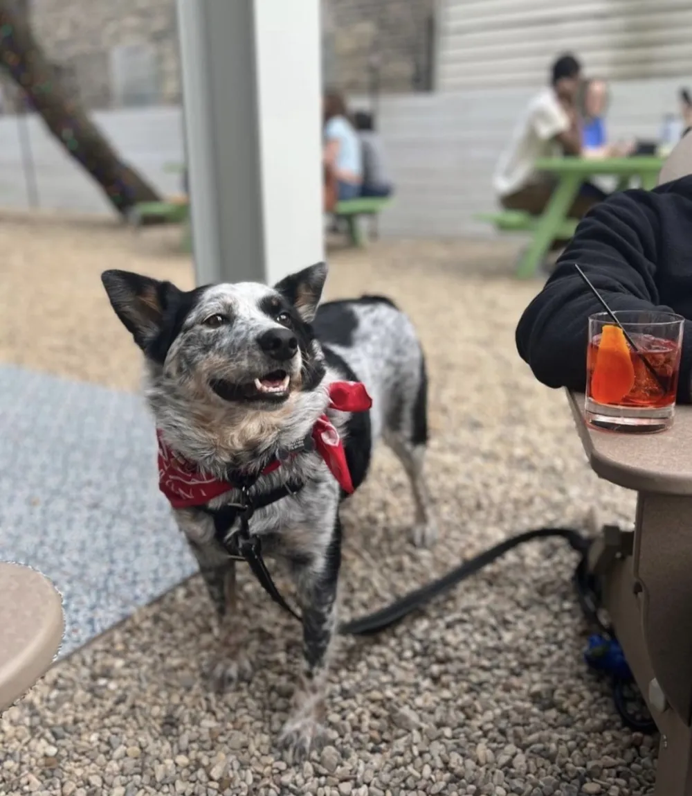 Central Park Bar Dog Patio 1 for Central Park Bar Hosts Dog Happy Hour to Benefit One Tail at a Time
