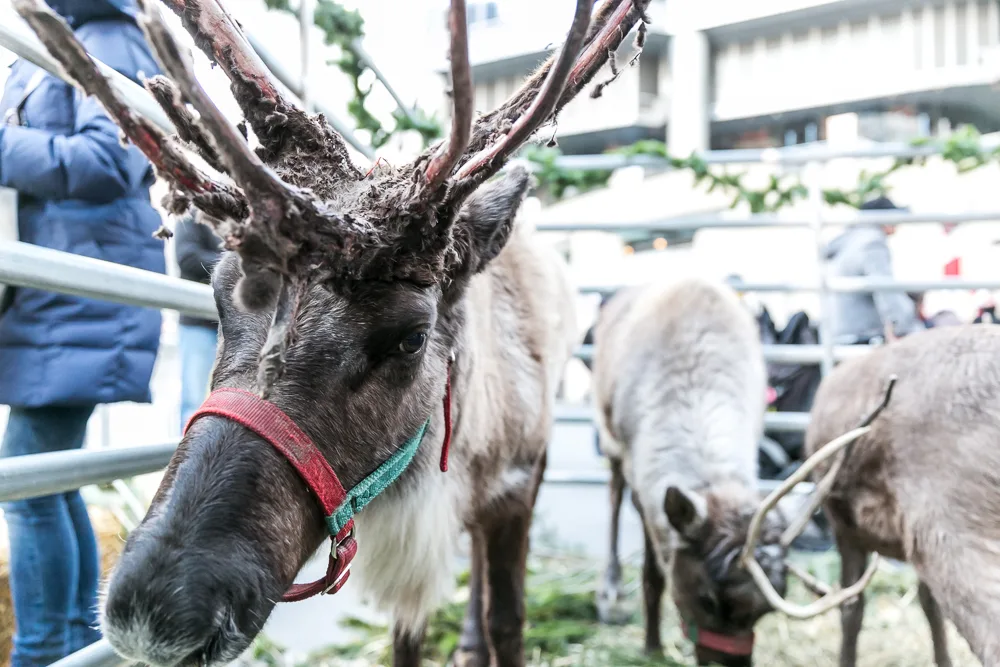 Trump Stjudes Ebkphoto Low 201 for Kick off the Holiday Season with Reindeer on the River