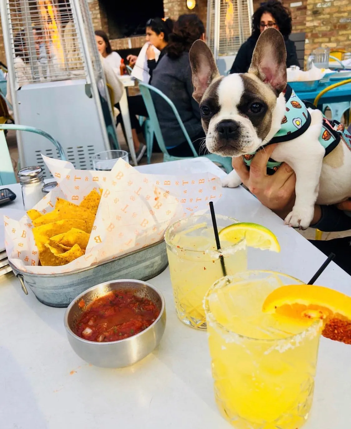 Pancakethe Frenchi Tuco for 4 Star Restaurant Group Celebrating National Dog Day August 26