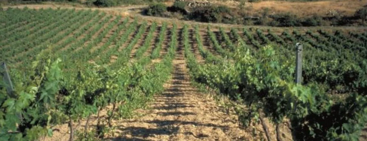 Screen Shot 2020 01 28 At 2 30 59 Pm for Wine Tasting Event at Le Sud