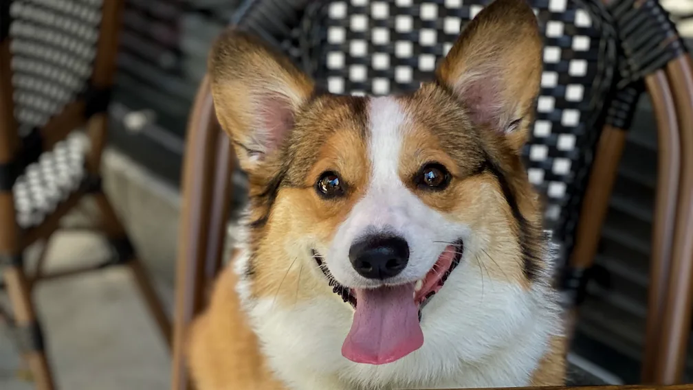 Image for Nonnina and Petterino’s Celebrate International Dog Day with Gourmet Puppy Menus