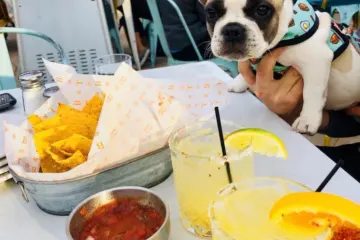 Pancakethe Frenchi Tuco for 4 Star Restaurant Group Celebrating National Dog Day August 26