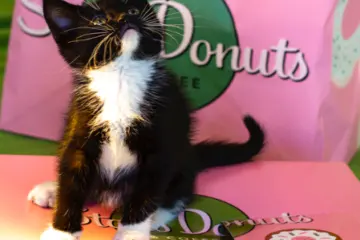 Screen Shot 2019 10 15 At 11 48 58 Am for Stan's Donuts & Coffee Joins Forces with Tree House Humane Society