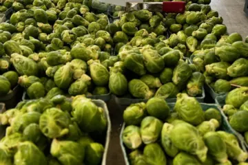Image for Wicker Park Farmers Market 2024 Summer Season Launches May 5th
