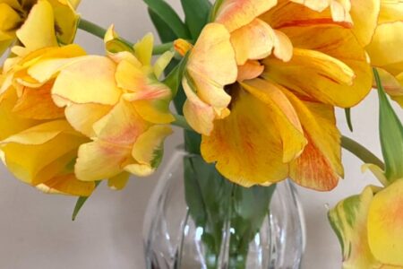 Akebino Tulips 2 for Celebrate Mother’s Day Early by Giving Mom Breakfast in Bed at Prairie Grass Cafe