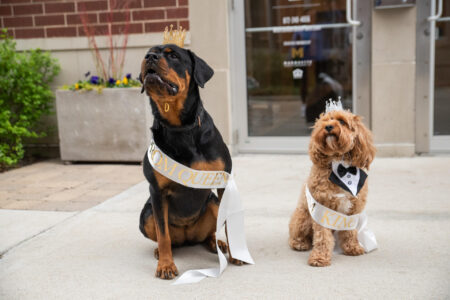 Image for etta River North Hosts Puppy Patio Prom, May 16th