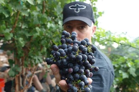 Lure Wine Event for Lure Fishbar to Host Caduceus Vineyards Wine Takeover on May 1