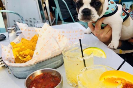 Pancakethe Frenchi Tuco for 4 Star Restaurant Group Celebrating National Dog Day August 26