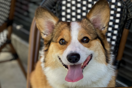 Image for Nonnina and Petterino’s Celebrate International Dog Day with Gourmet Puppy Menus