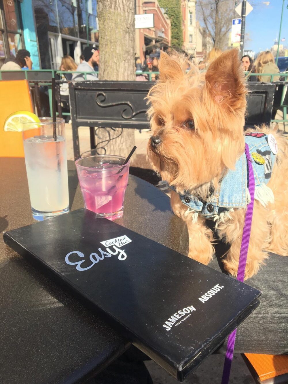 Image for Where to Bring Your Pup for National Dog Day, August 26th