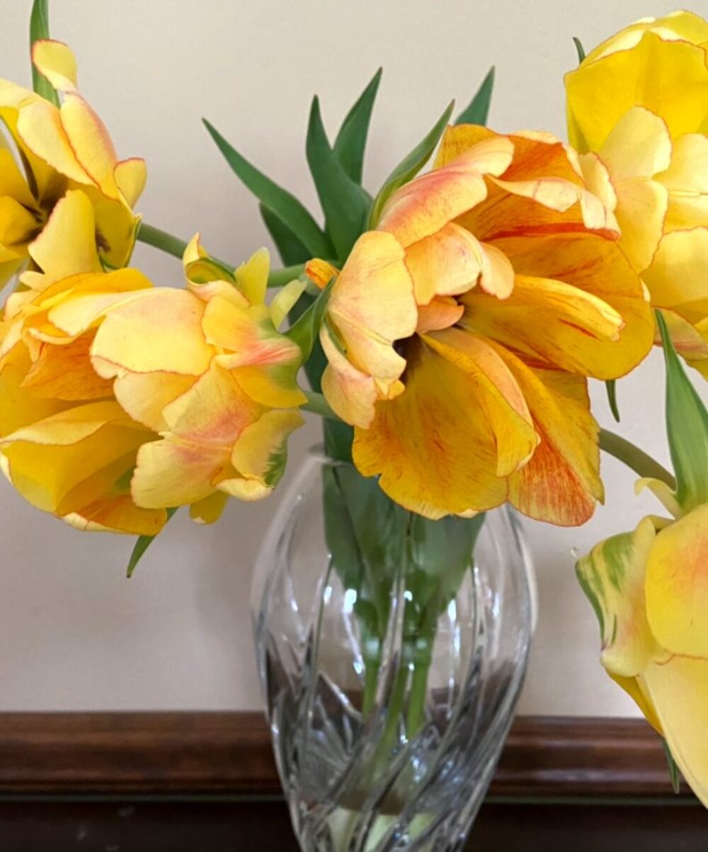 Akebino Tulips are from Louise Soucie and her husband Robert Soucie. Their flowers are located in St Anne Illinois. Green City Market at The Flower Garden. for Celebrate Mother’s Day Early by Giving Mom Breakfast in Bed at Prairie Grass Cafe