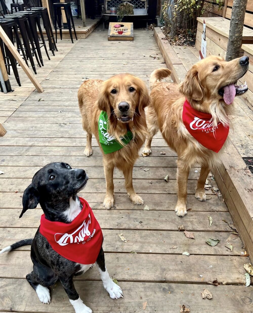 Cody's Public House is known for being dog friendly inside and out. for Cody’s and K 9 University Host Doggie Luau Paw ty