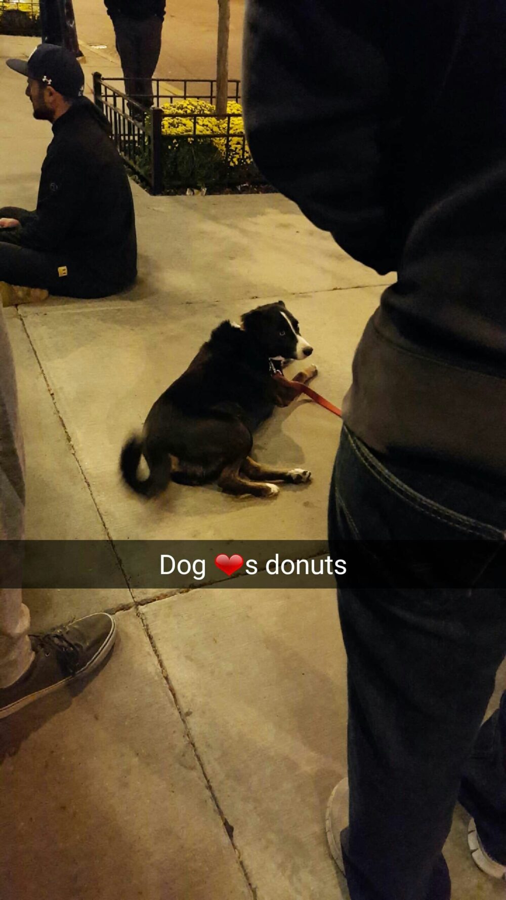 Dogs love donuts Lauren Knight