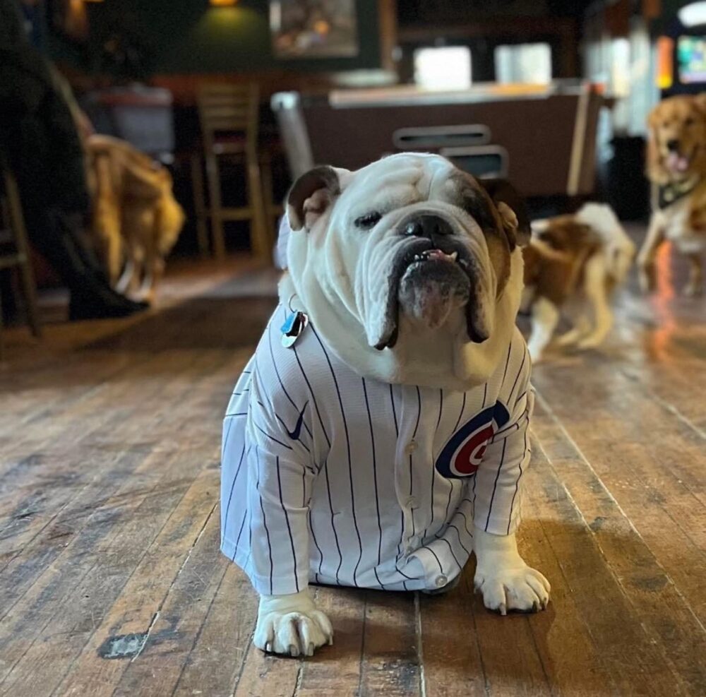 Image for Cubs 2026 Home Opener Parties and Events