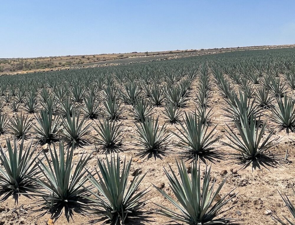 Photo Apr 12 2 57 29 Pm for CFM Asks: Lizzy Lopez, Founder of Chicago based, Tequila 1349