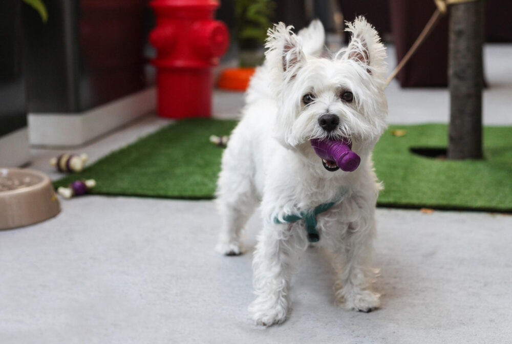 Puppy Hour @ The James 9 for Where to Bring Your Pup for National Dog Day, August 26th