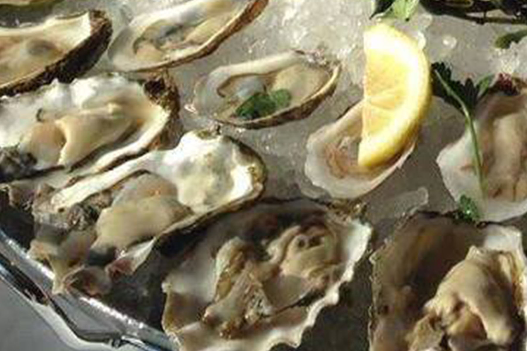 joe fish 0000 11036838 469063956609296 5449148618634411554 n for Oyster on Halsted Opening this Fall