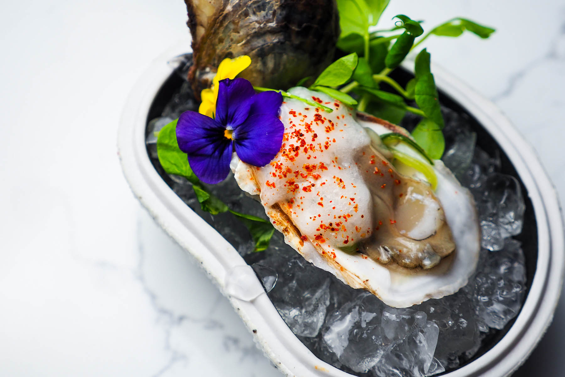 Sepia Oyster 0000 Sepia Oyster for Portsmith & Shedd Aquarium Oyster Series